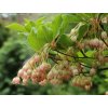 Enkianthus campanulatus - zvonkovec / datyně zvonkovitá