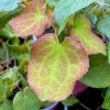 Epimedium 'Orange Königin' - škornice