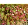 Epimedium x rubrum - škornice červená