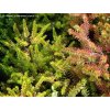 Erica carnea 'Aurea' - vřesovec pleťový