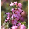 Erica carnea 'Myreton Ruby' - vřesovec