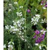Erica cinerea 'Alba Minor' - vřesovec popelavý