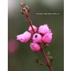 Erica cinerea 'Rosea' - vřesovec popelavý