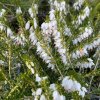 Erica darleyensis (x) 'White Perfection' - vřesovec