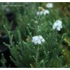 Erica tetralix 'Alba' - vřesovec čtyřřadý