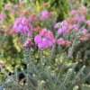 Erica tetralix 'Helma' - vřesovec