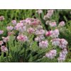 Erica tetralix 'Hookstone Pink' - vřesovec čtyřřadý