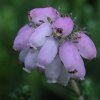 Erica tetralix 'Tina' - vřesovec čtyřřadý