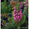 Erica vagans 'Birchglow' - vřesovec těkavý