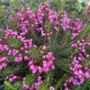 Erica vagans 'D.F. Maxwell' - vřesovec těkavý