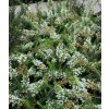 Erica vagans 'Grandiflora' - vřesovec těkavý