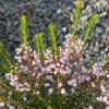 Erica vagans 'Pallida' - vřesovec těkavý