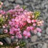 Erica vagans 'Pyrenes Pink' - vřesovec těkavý