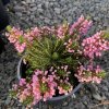 Erica vagans 'Pyrenes Pink' - vřesovec těkavý