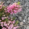 Erica vagans 'Pyrenes Pink' - vřesovec těkavý