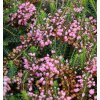 Erica vagans 'Pyrenes Pink' - vřesovec těkavý