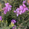 Erica watsonii 'Dawn' - vřesovec Watsonův