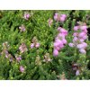 Erica watsonii 'Dawn' - vřesovec Watsonův