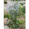 Eryngium planum 'Blaukappe' - máčka plocholistá