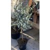 Eucalyptus gunnii kmínek - blahovičník Gunnův