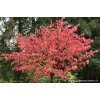Euonymus alatus 'Compactus' - brslen křídlatý