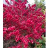 Euonymus alatus 'Fire Ball' - brslen křídlatý