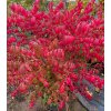Euonymus alatus 'Chicago Fire' vícekmen - brslen křídlatý