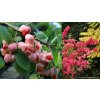Euonymus alatus 'Phellomanus' - brslen korkový