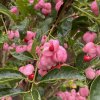 Euonymus alatus 'Phellomanus' kmínek - brslen korkový