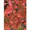 Euonymus europaeus 'Scarlet Wonder' - brslen evropský