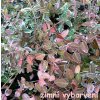 Euonymus fortunei 'Emerald's Variety' - brslen