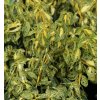 Euonymus fortunei 'Golden Harlequin' - brslen