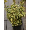 Euonymus japonicus 'Aureus' - brslen japonský