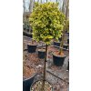 Euonymus japonicus 'Aureus' kmínek - brslen japonský