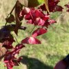 Euonymus macropterus 'Mount Fuji' - brslen velkokřídlý