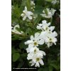 Exochorda x macrantha 'The Bridge' - hroznovec