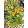 Fagus orientalis 'Iskander' - buk východní