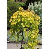 Fagus sylvatica 'Aureopendula' - buk lesní