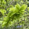 Fagus sylvatica 'Crarae' - buk lesní