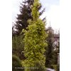 Fagus sylvatica 'Dawyck Gold' - buk lesní