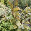 Fagus sylvatica 'Friso' - buk lesní