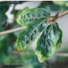 Fagus sylvatica 'Greenwood' - buk lesní