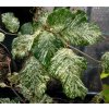 Fagus sylvatica 'Marmor Star' - buk lesní
