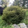 Fagus sylvatica 'Mercedes' - buk lesní