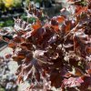 Fagus sylvatica 'Michal' - buk lesní