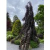 Fagus sylvatica 'Purple Fountain' - buk lesní