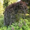 Fagus sylvatica 'Purpurea Pendula' - buk lesní