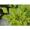 Fagus sylvatica 'Rohan Gold' - buk lesní