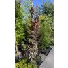Fagus sylvatica 'Rohan Obelisk' - buk lesní