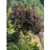 Fagus sylvatica 'Rohan Weeping' - buk lesní